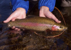 Rainbow Trout (Steelhead)