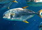 Pompano