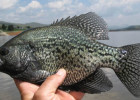 Crappie