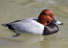 Canvasback