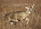 Whitetail Deer