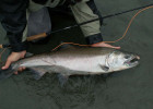 Chinook Salmon (King)