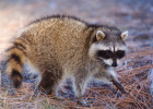 Raccoon