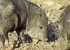 Javelina