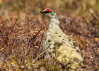 Ptarmigan