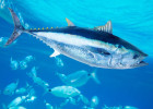 Bluefin Tuna