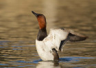 Diver Ducks