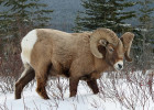 Wild Sheep (Bighorn Sheep)