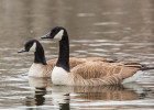Canada Goose
