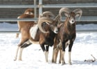 Mouflon Sheep