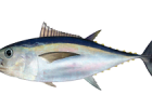 Bigeye Tuna