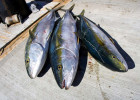 Yellowtail