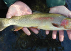 Yellowstone Cutthroat