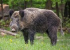 ​Wild Boar