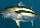 Yellowfin Tuna