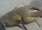Flathead Catfish