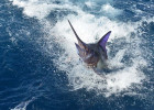 Blue Marlin