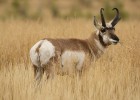 Pronghorn Antelope