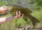 Smallmouth Bass