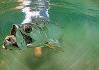 Tarpon