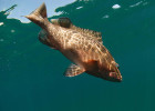 Grouper