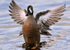 Blue-Winged Teal