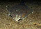 Flounder