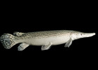 Alligator Gar
