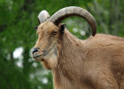 Barbary Sheep