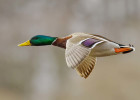 Mallard