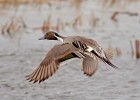 Northern Pintail