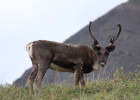 Caribou