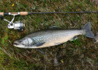 Arctic Char