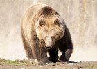 Brown Bear