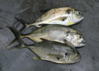 Jack Crevalle