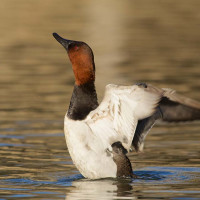 Diver Ducks