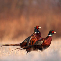 Pheasant