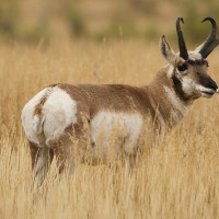 Pronghorn Antelope