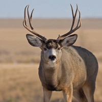 Mule Deer