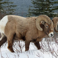 Wild Sheep (Bighorn Sheep)