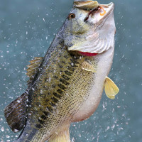 Largemouth Bass