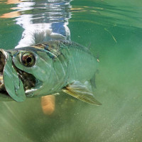 Tarpon