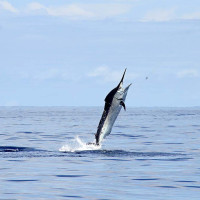 Black Marlin