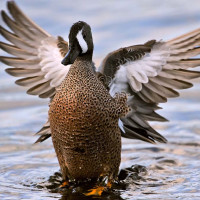 Blue-Winged Teal