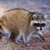 Raccoon