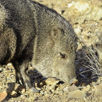 Javelina