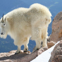 Mountain Goat