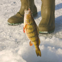 Yellow Perch