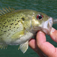 Rock Bass