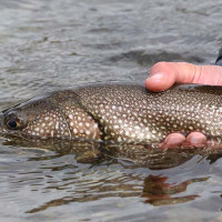 Lake Trout